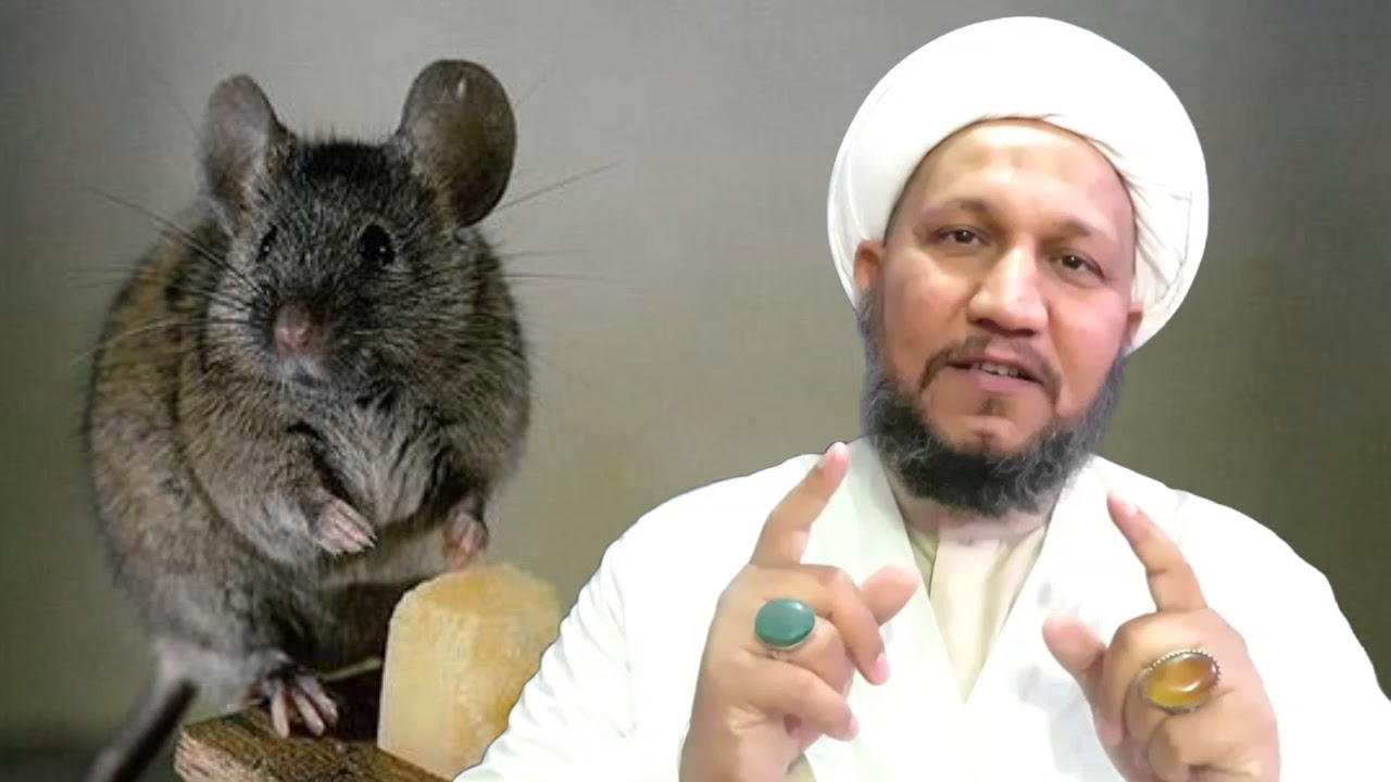 الى جماعة  ال( شعليه و معليه  ) ... قصة الفار والمصيدة  ...