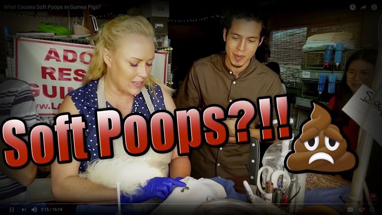 What Causes Soft Poopies in Guinea Pigs? And a Texel Hair Cut!