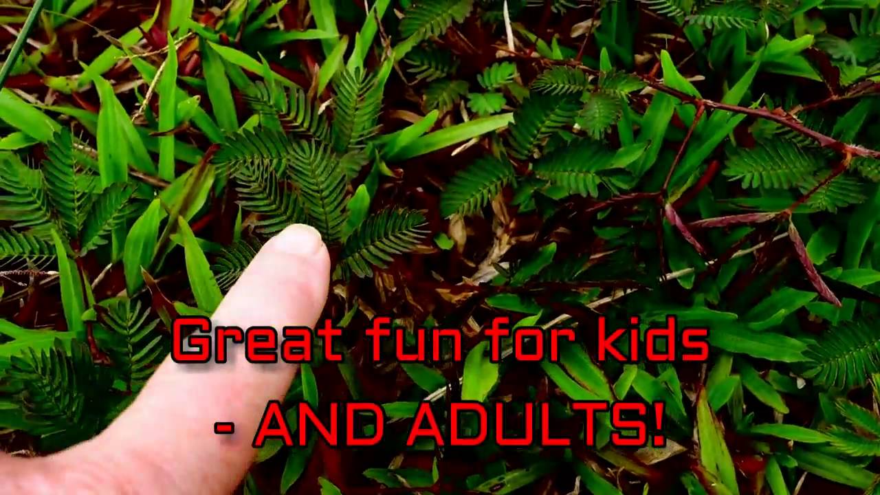 The SHY PLANT, Hoi An October 2016