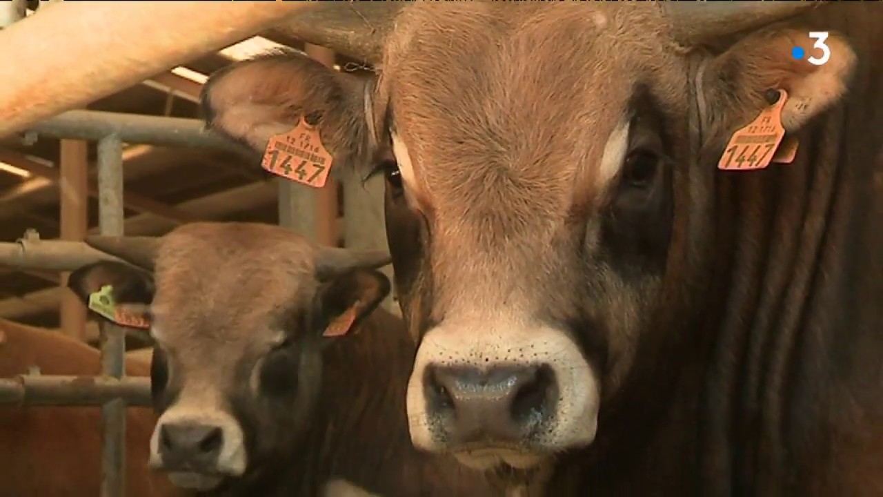 Le projet d'extension d'une ferme bovine fait pol&eacute;mique &agrave; Roquelaure, dans le Gers