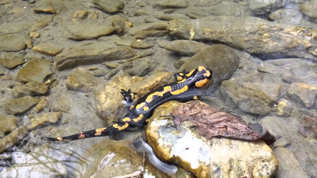 Fire salamander found during live bearing season