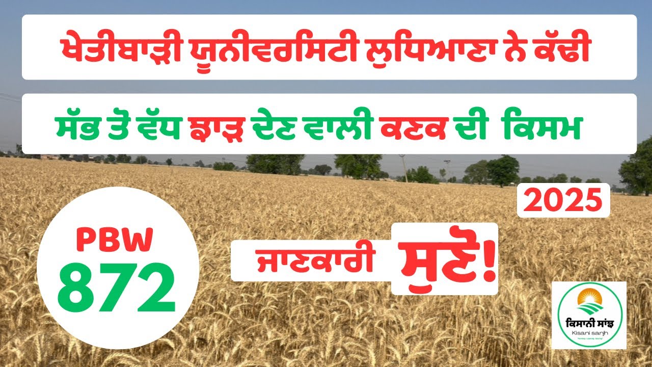 ਕਣਕ ਦੀ ਨਵੀਂ ਕਿਸਮ | High Yield Wheat Variety PAU | Kisani Saanjh