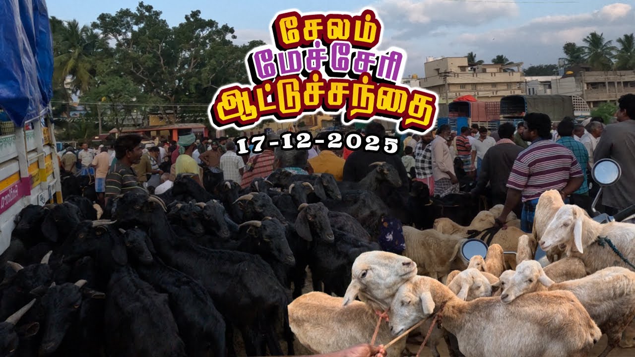 17.12.2025 🐐சேலம் மேச்சேரி ஆட்டுச்சந்தை  விலை அப்டேட்🔥 | SALEM MECHERI ATTUSANTHAI PRICE UPDATE!