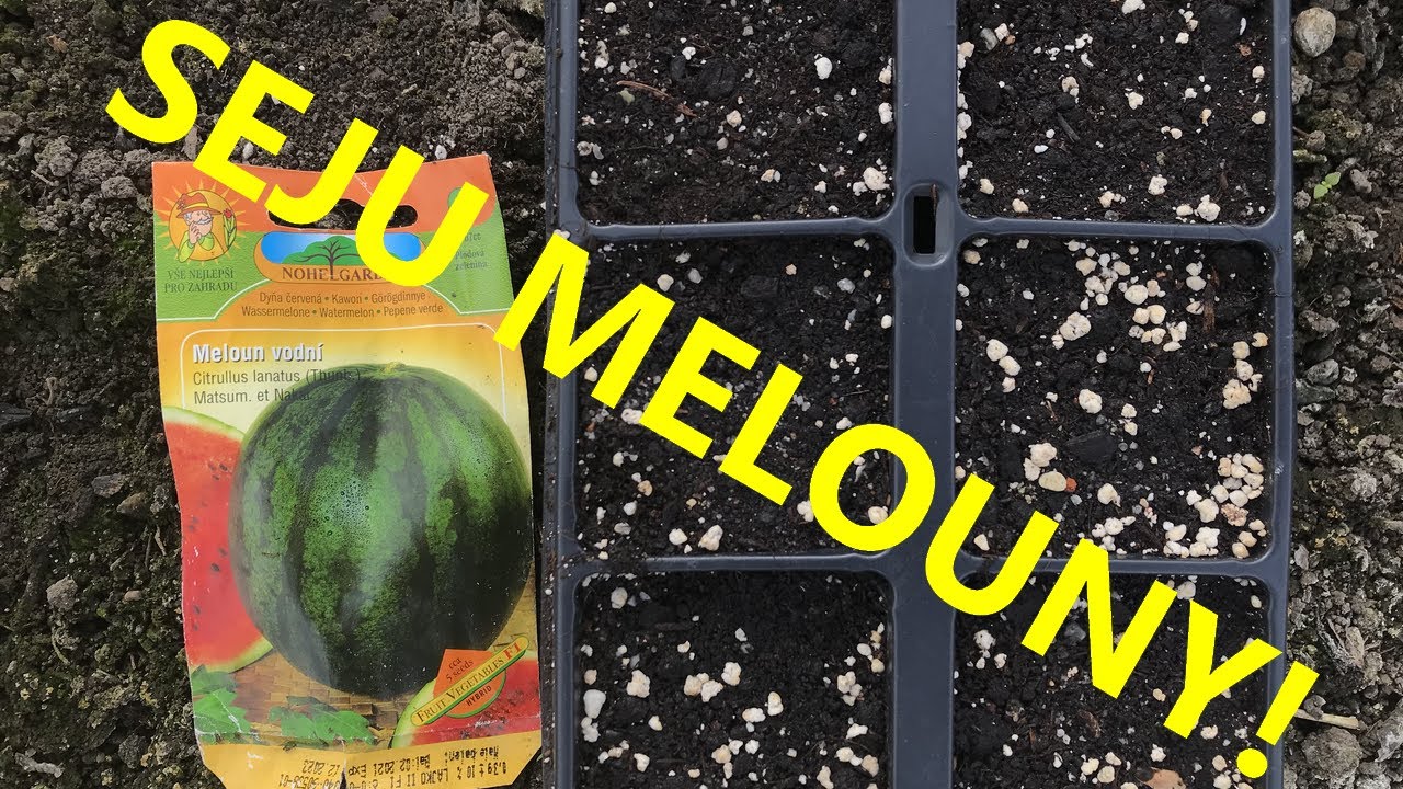 Setí melounů  [Johnas095]