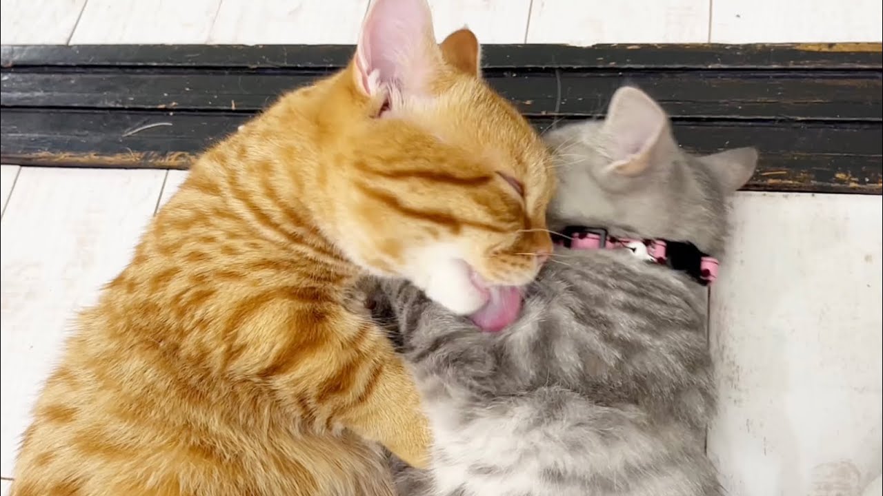 寂しがり屋の子猫ぎんちゃんをマンチカン組がみんなであやす💓