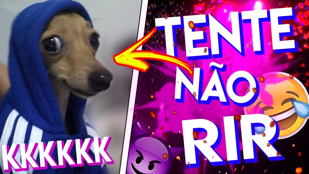 TENTE NÃO RIR / ANIMAIS ENGRAÇADINHOS