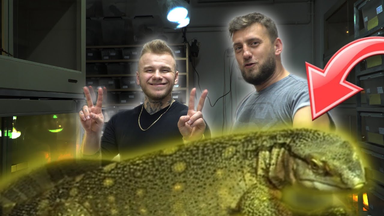 JAK WYTRESOWAĆ SMOKA⁉️
