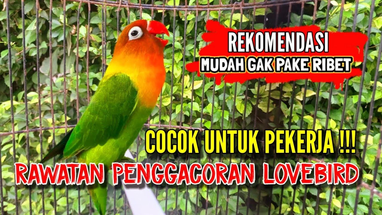 Penggacoran lovebird bikin ngekek gak pake ribet