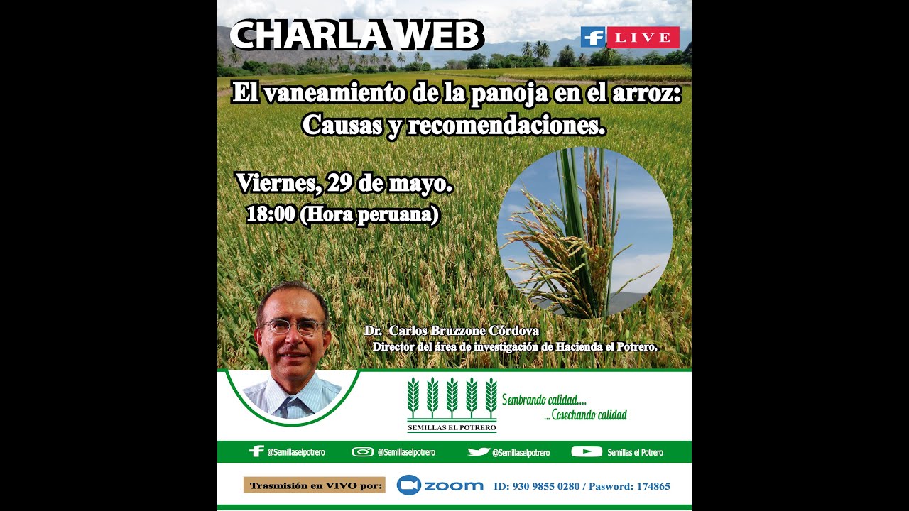 El vaneamiento en el cultivo de arroz: Causas y recomendaciones