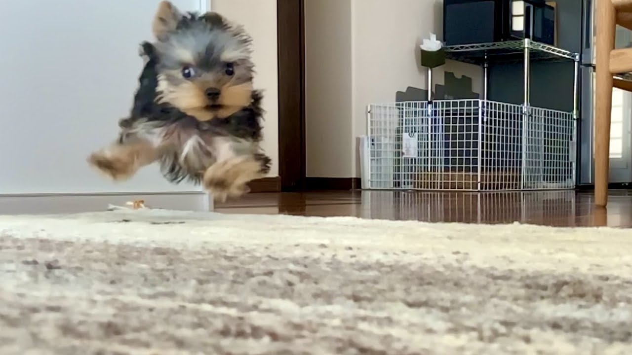 ヨーキーを初めてケージの外に出したら犬パンチを連打された笑