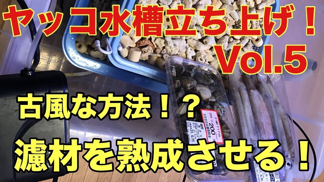 (海水水槽)　ヤッコ水槽立ち上げVol.5 古風な立ち上げ？イカとアサリを使った立ち上げ方