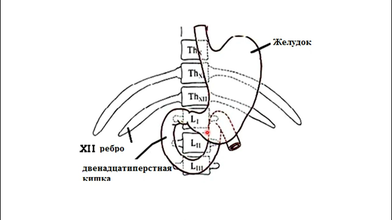Жіңішке ішек анатомиясы. Он екі елі ішек (ұлтабар), ащы ішек, мықын ішек. Intestinum tenue - anatomy