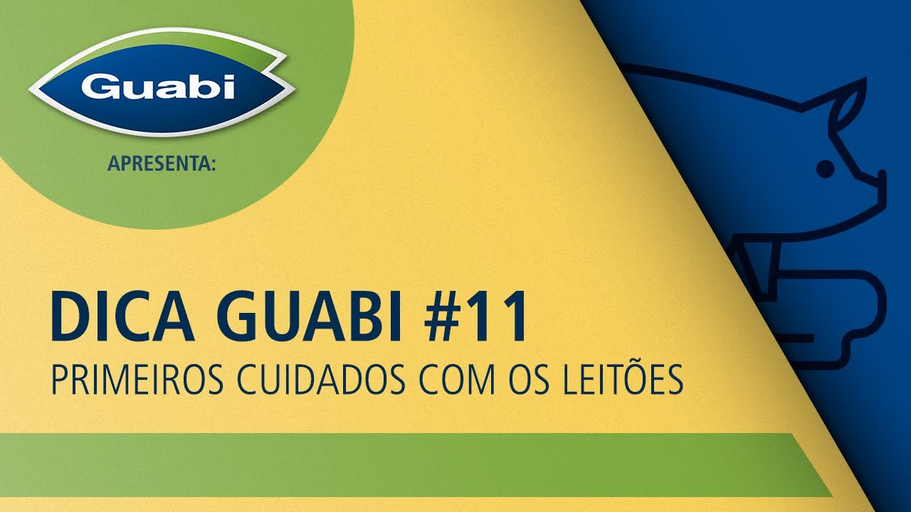 Dica Guabi #11 - Leitões - Primeiros Cuidados