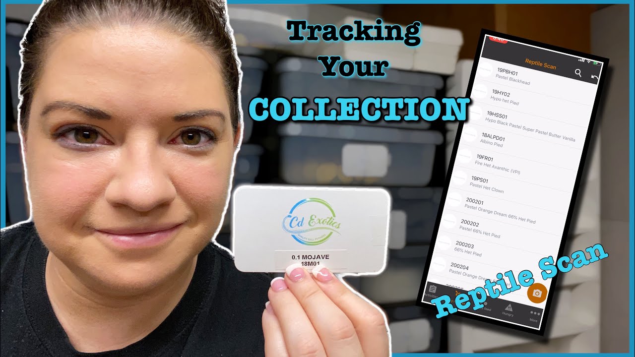 REPTILE SCAN REVIEW | How I Track My Collection | Ball Python Breeding