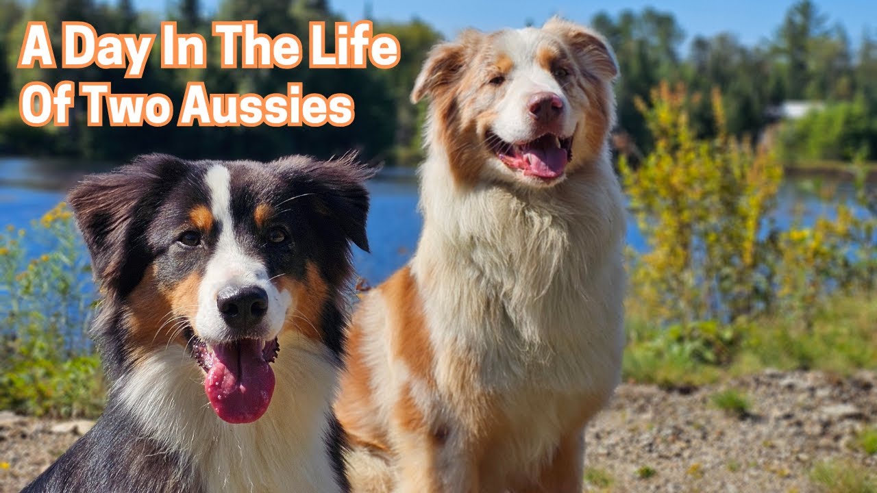A day in the life of two Aussies