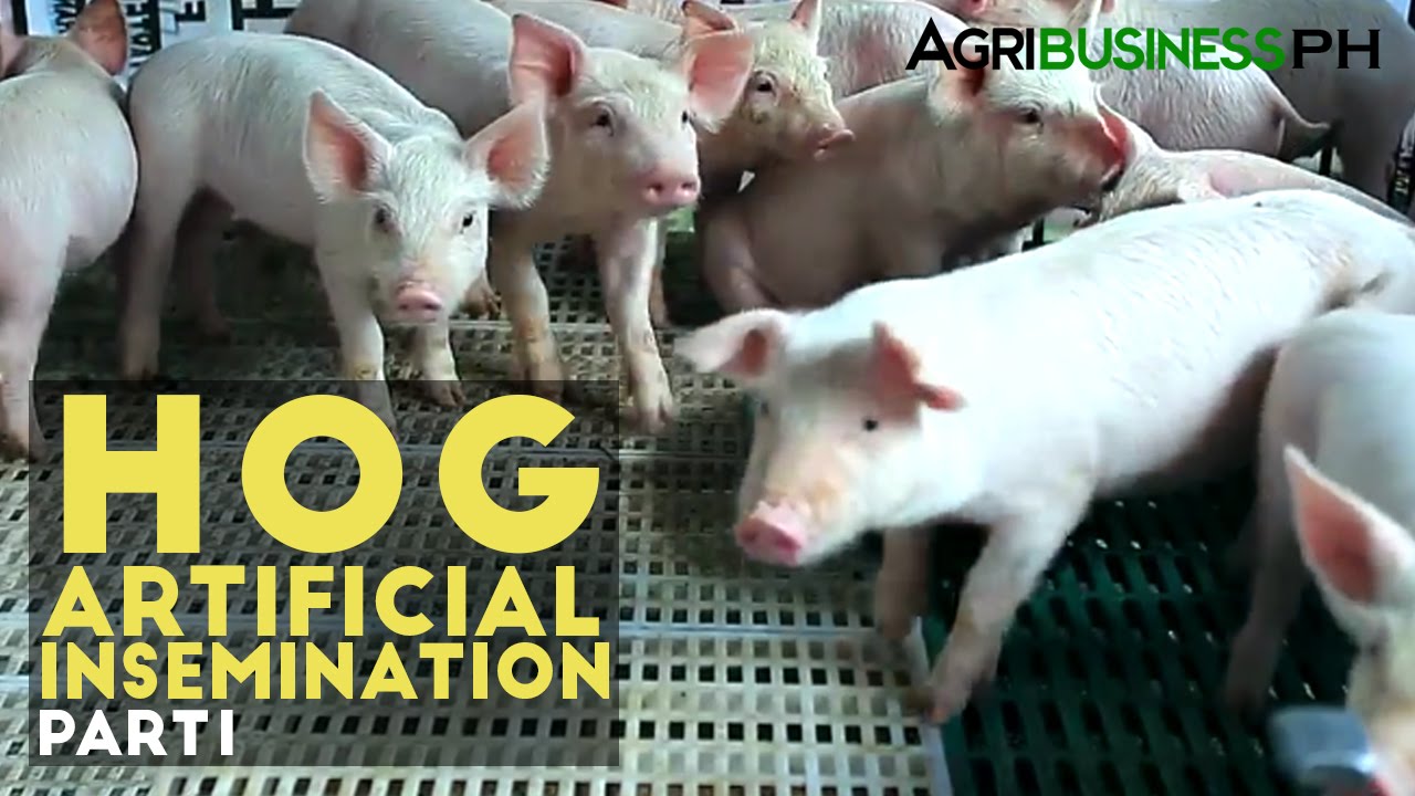 Hog Artificial Insemination Part 1 : Hog Artificial Insemination | Agribusiness Philippines