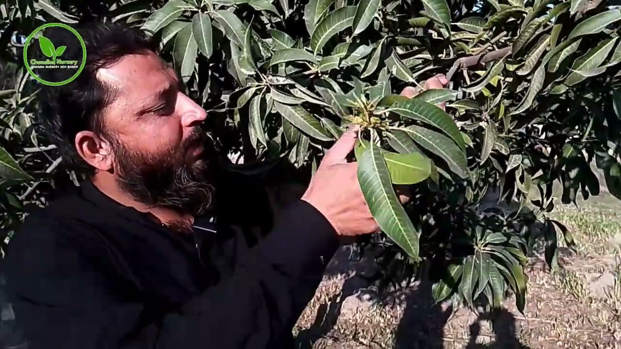 آم کے بور اور بٹور کی پہچان | Bor aur Bator mein farq | Mango Flower & Fruit Set