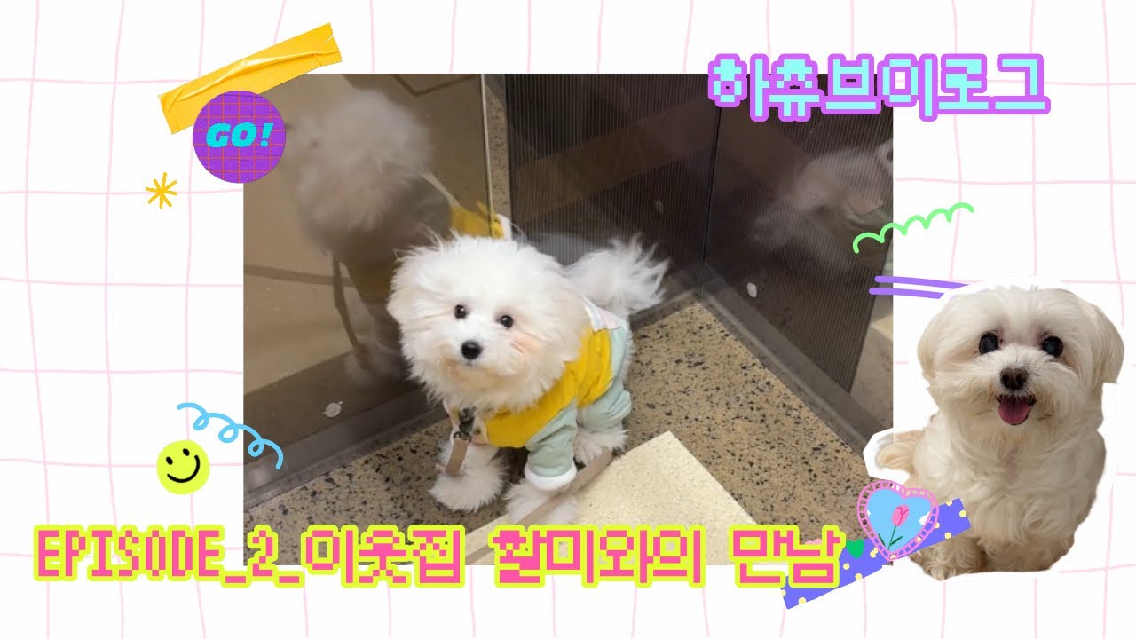 강아지 브이로그 | 세대초월🐾하츄의 첫 강아지친구