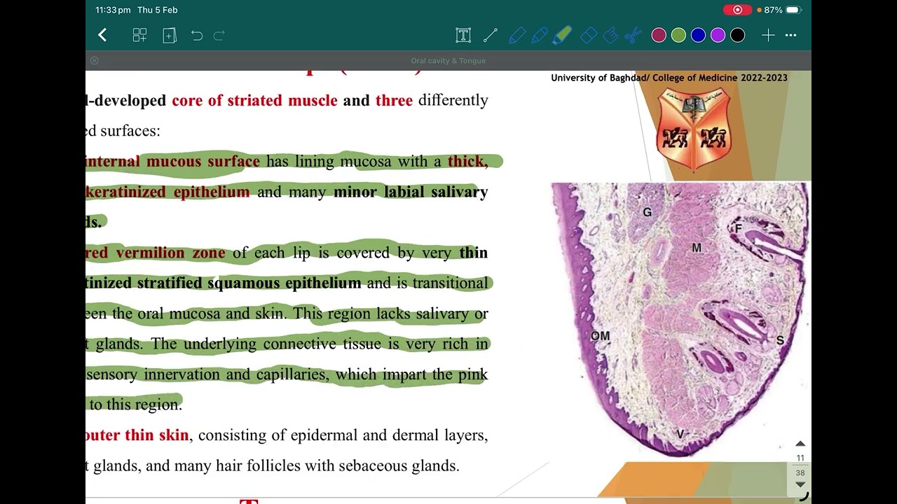 Lec-1-Oral cavity and tongue