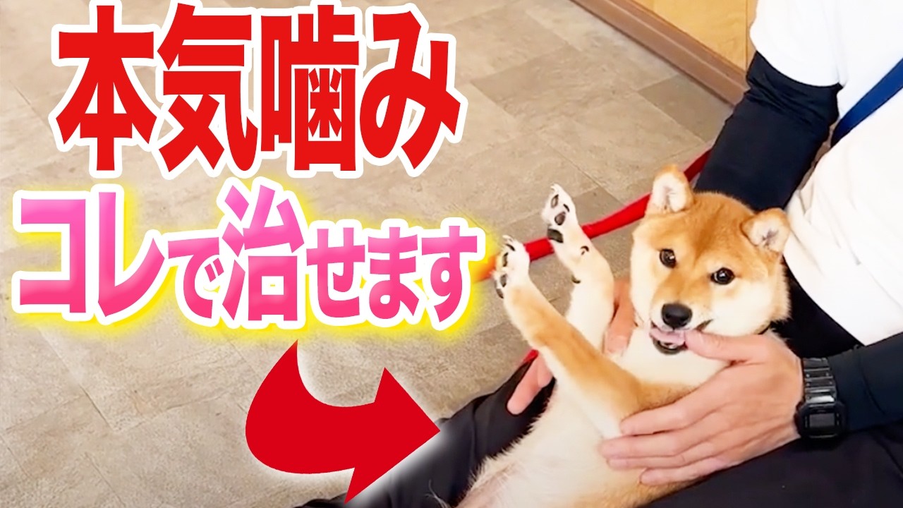 【犬しつけ】【噛みつき】触ると本気噛みしてくる犬の治し方【柴犬】