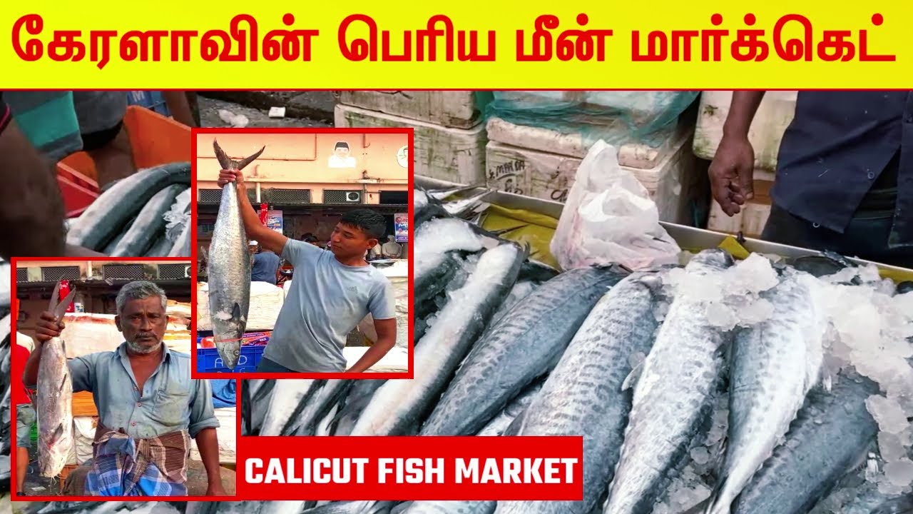 Kerala's Biggest Fish Market - இதுதான் கேரளாவின் பெரிய மீன் மார்க்கெட் - Calicut Fish Market Video