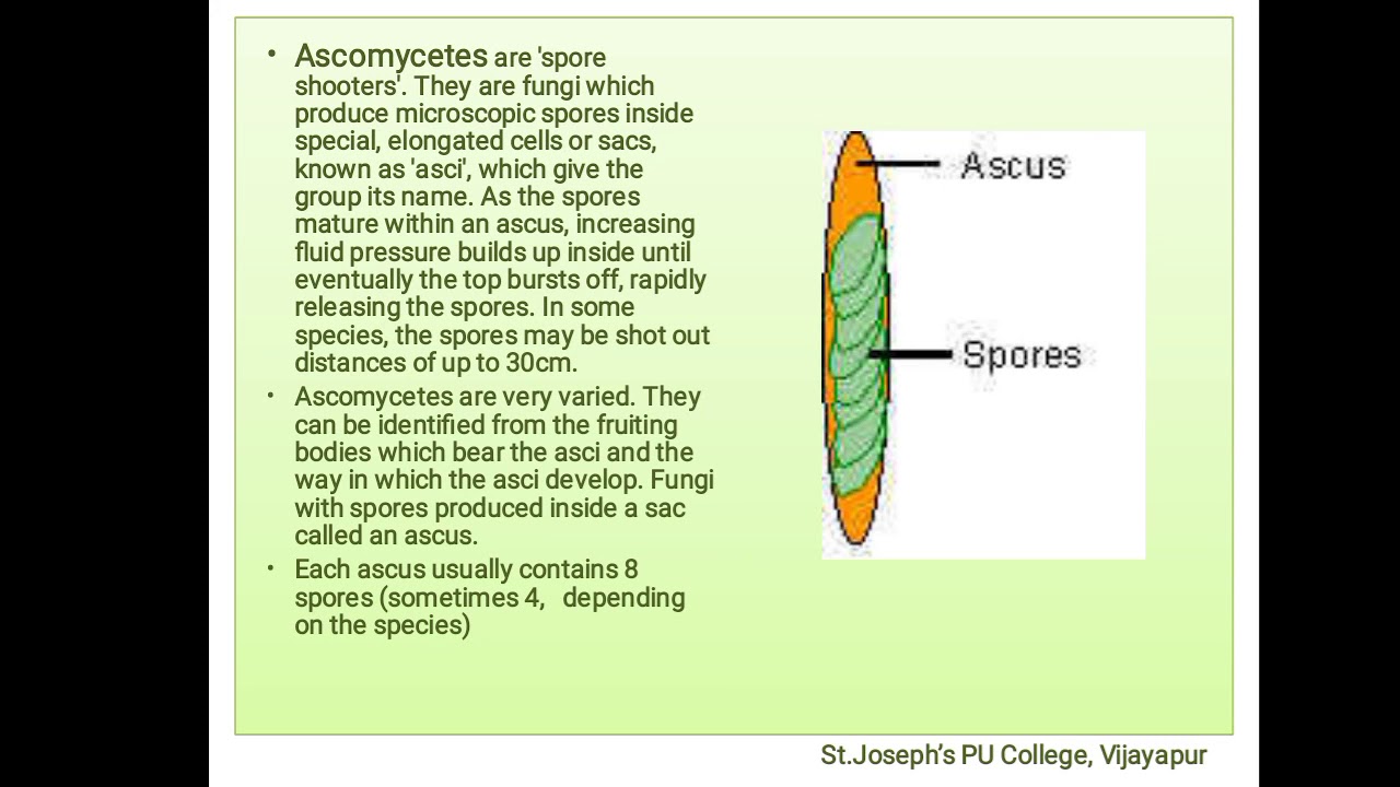 Ascomycetes