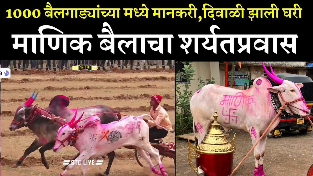 1000 बैलगाड्यांमध्ये मानकरी ठरणाऱ्या माणिक बैलाची कहाणी | manik bail