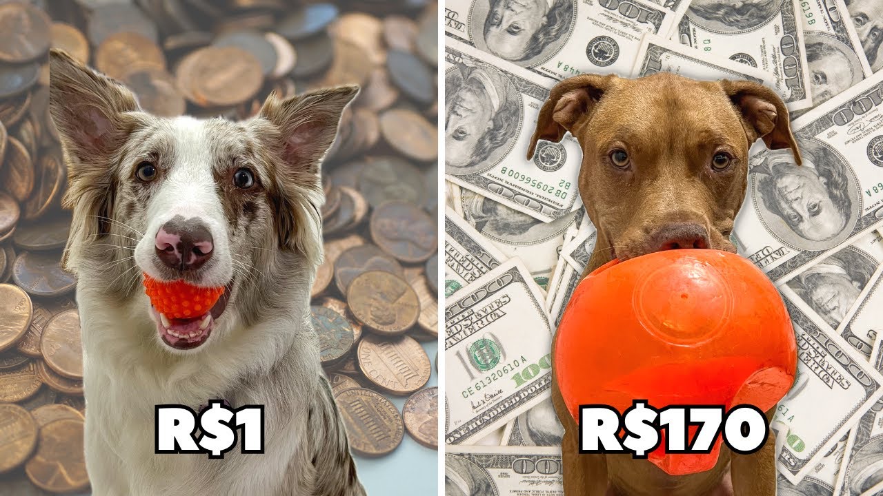 Bolinha Pet Mais Barata vs Bolinha Pet Mais Cara | Qual A Melhor?
