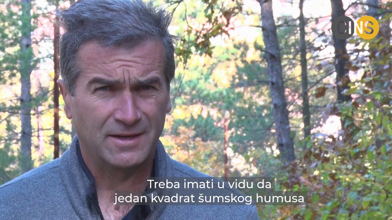 Planinar: Posle seče &scaron;uma ostalo groblje