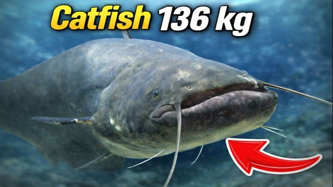 Catfish 136kg | Russian Fishing 4 RF4