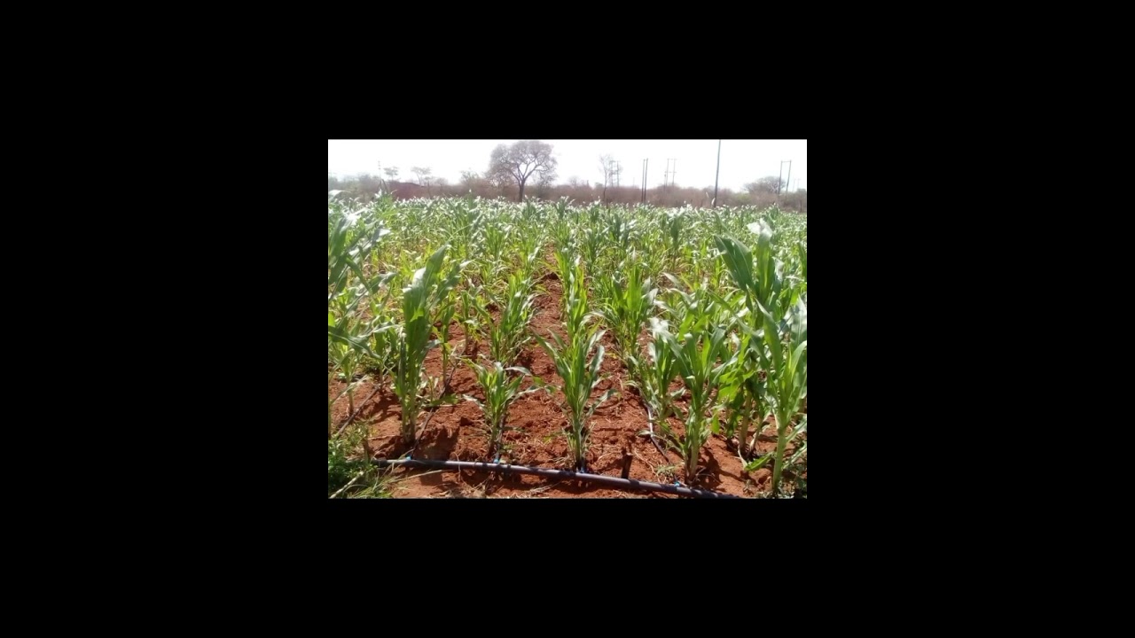 From Seed to Harvest 🌽 | African Maize Farming Success in Zimbabwe