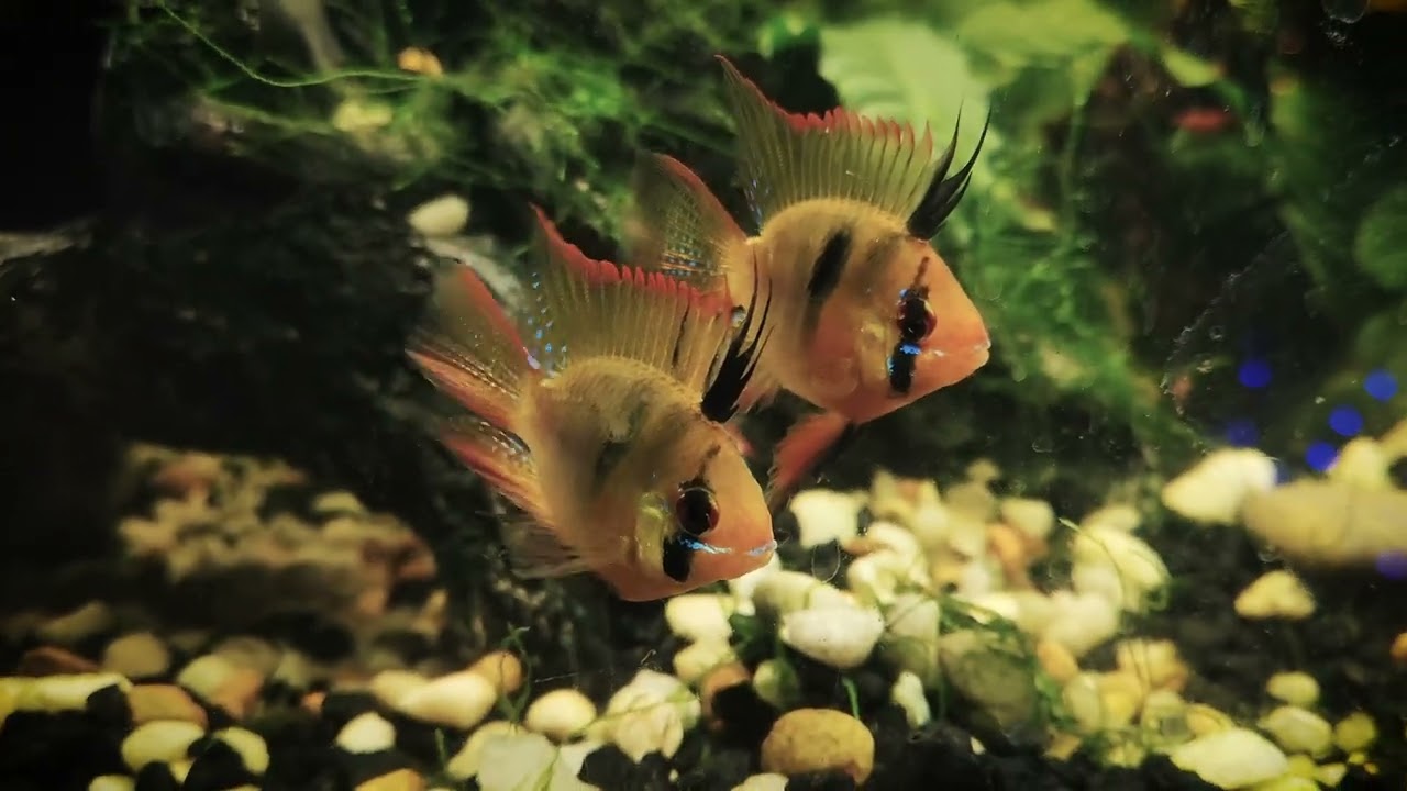 Balloon Ram Cichlids in Community Tank