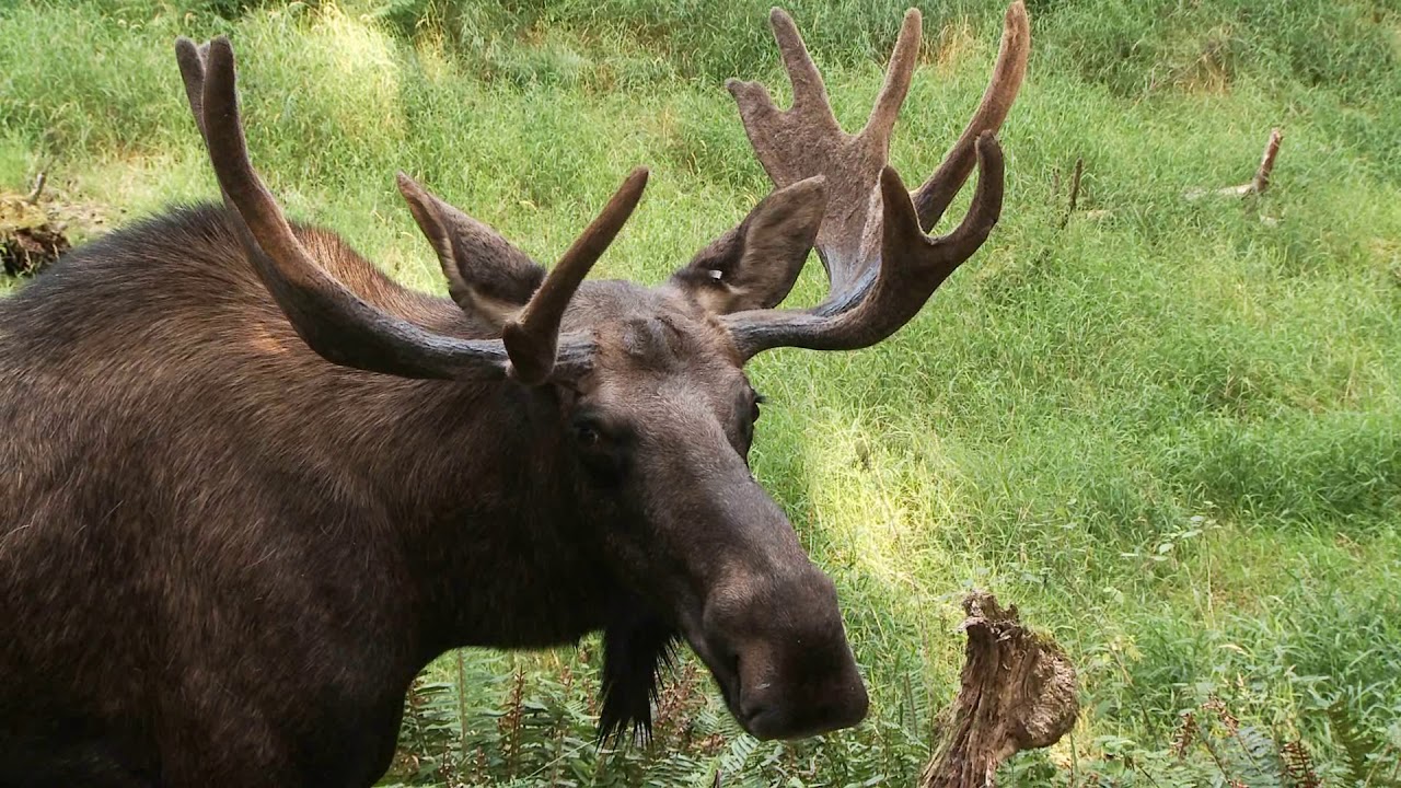 Montana Ranches For Sale Fiddler Creek Hunting Recreation Beartooth Wilderness