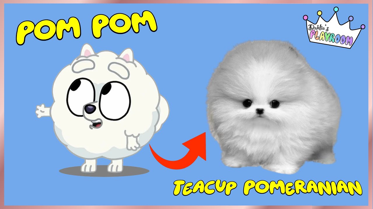 Персонажи Блюи в реальной жизни! 🐾 Взгляните на Блюи, Бинго и их друзей в виде собак настоящих по...