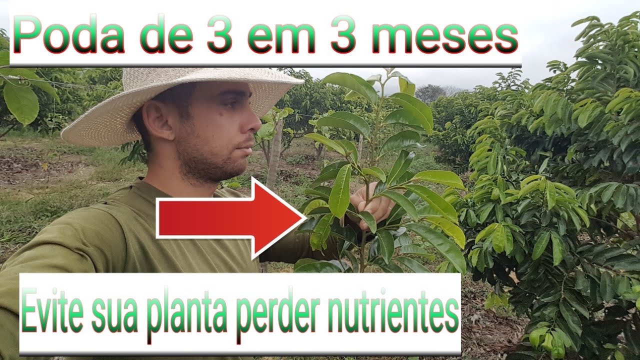 Como fazer poda de 3 em 3 meses na graviola, passo a passo.How to prune soursop every three months?