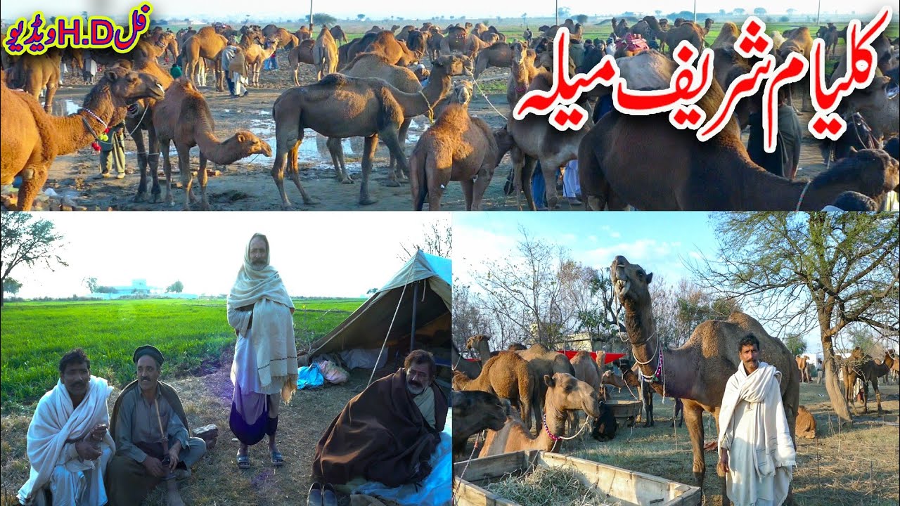 kalyam sharif mela 2022 | (1) | baba fazal shah kalyami | camel mela | کلیام شریف میلہ