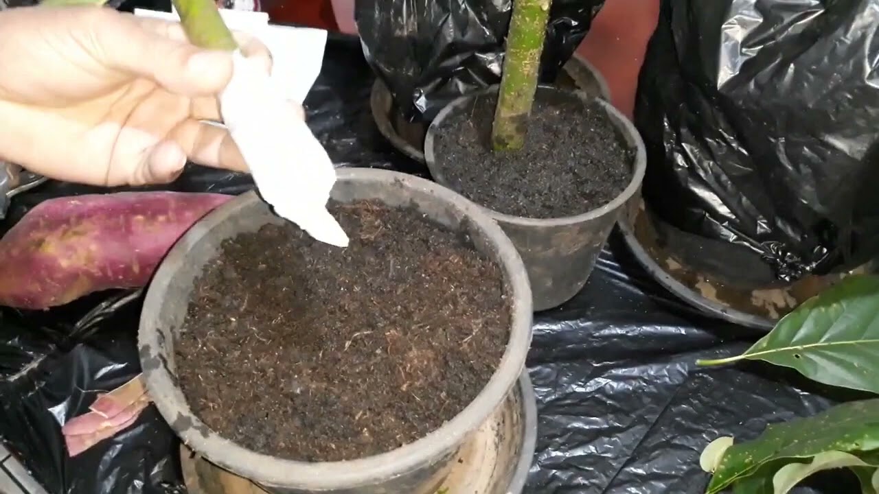 TÉCNICA PARA ENRAIZAR ESTACA GROSSA!!!