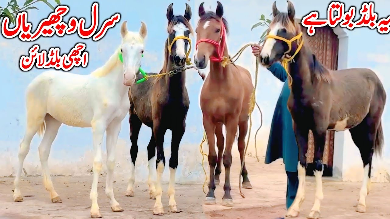 Mushkian Wacherian For Sale | Desi Horse Farm | Horse For Sale In Pakistan | Horse Market 