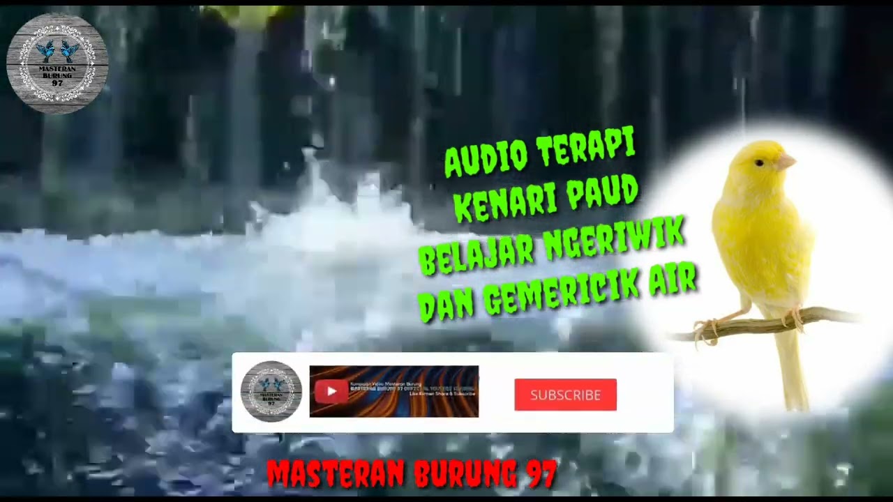Terapi Masteran Kenari Paud Belajar Ngeriwik + Gemericik Air