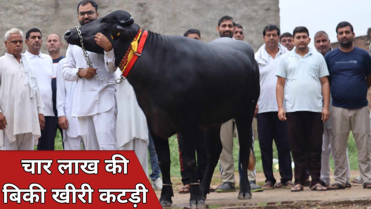 चार लाख में बिकी खीरी कटड़ी, सौरभ कोडान ने किया गाँव का नाम रोशन || Kodan Dairy Farm (7982838313)