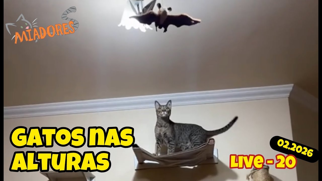 20 - Gatos no play cat