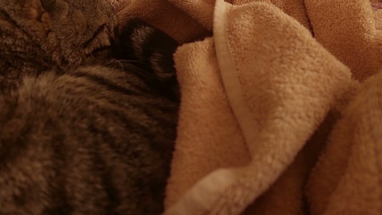 The Brunsky cat is resting .