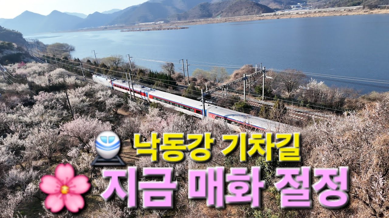 낙동강 기차길 매화 절정. 지금 가장 아름다운 봄 풍경