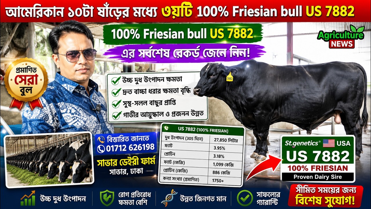 গড়ে ৪৫ লি. দুধ ও পিক টাইমে ৭২লি. দুধ দেওয়ার ক্ষমতা সম্পন্ন বকনা পাবেন | 100% Friesian bull us 7882