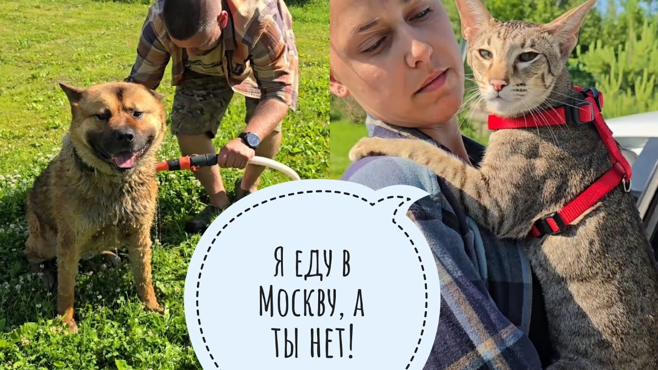 Высадили черепаху на улицу жить в большой тазик, намочили Пса Кубика, Треугольного кота опять увезли