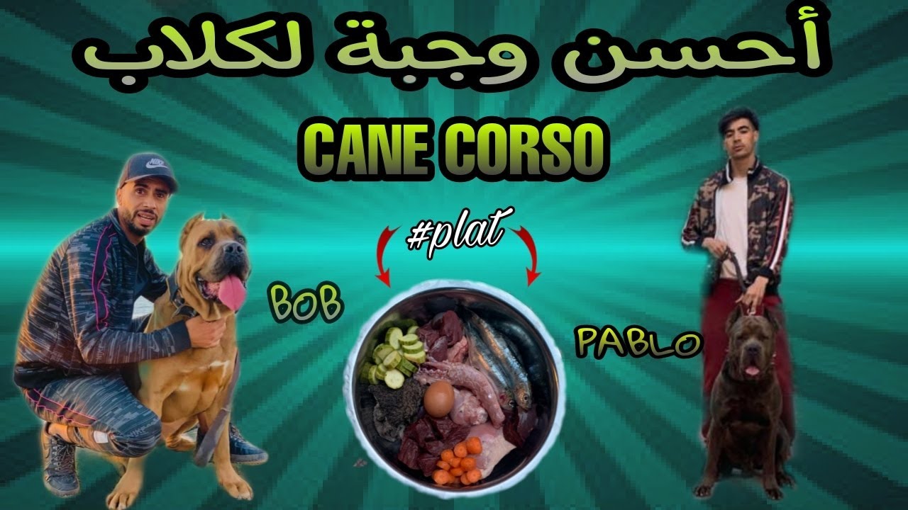 Cane Corso 🔥🔥أجي تشوف كيفاش توكل كلبك  🔥🔥