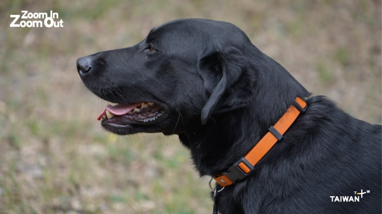 Taiwan's Mantrailing Dogs Find Specialist Work in Super-Aged Society｜Zoom In Zoom Out