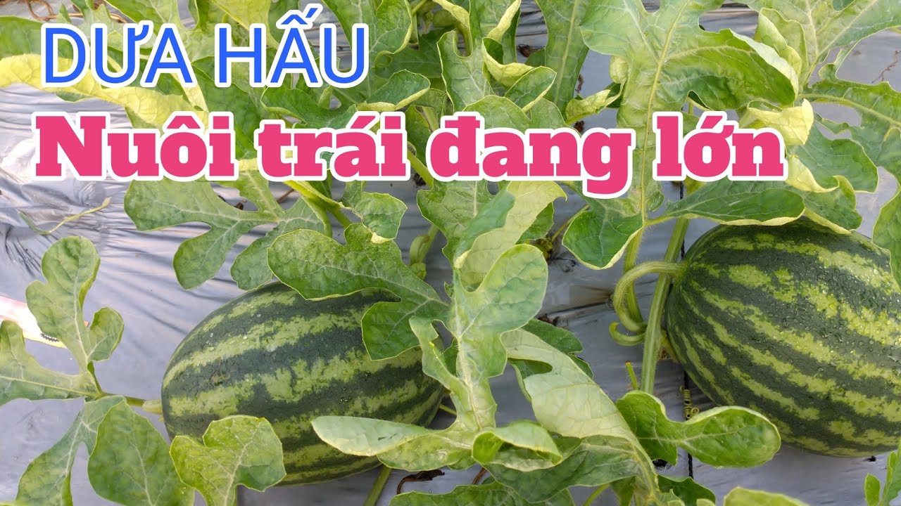 Cách trồng dưa hấu sau tết: P13-Nuôi trái đang lớn