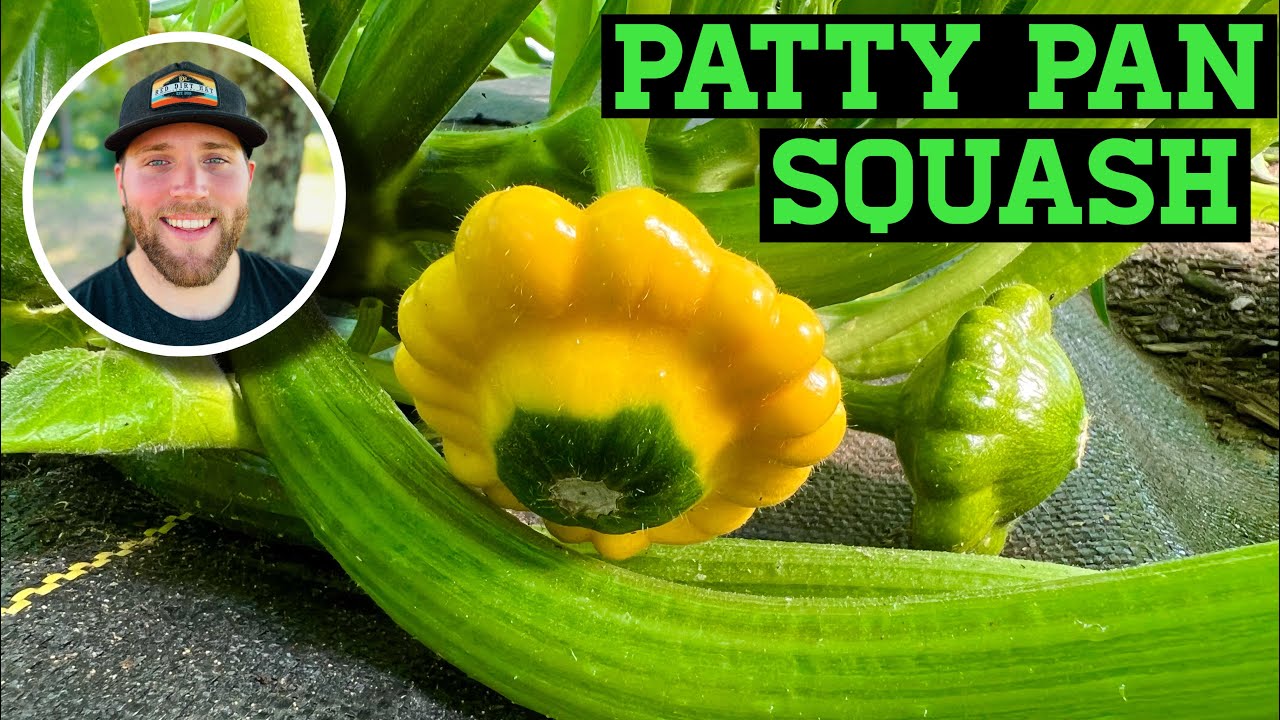 CROP FOCUS: PATTY PAN & ZEPHRY SUMMER SQUASH