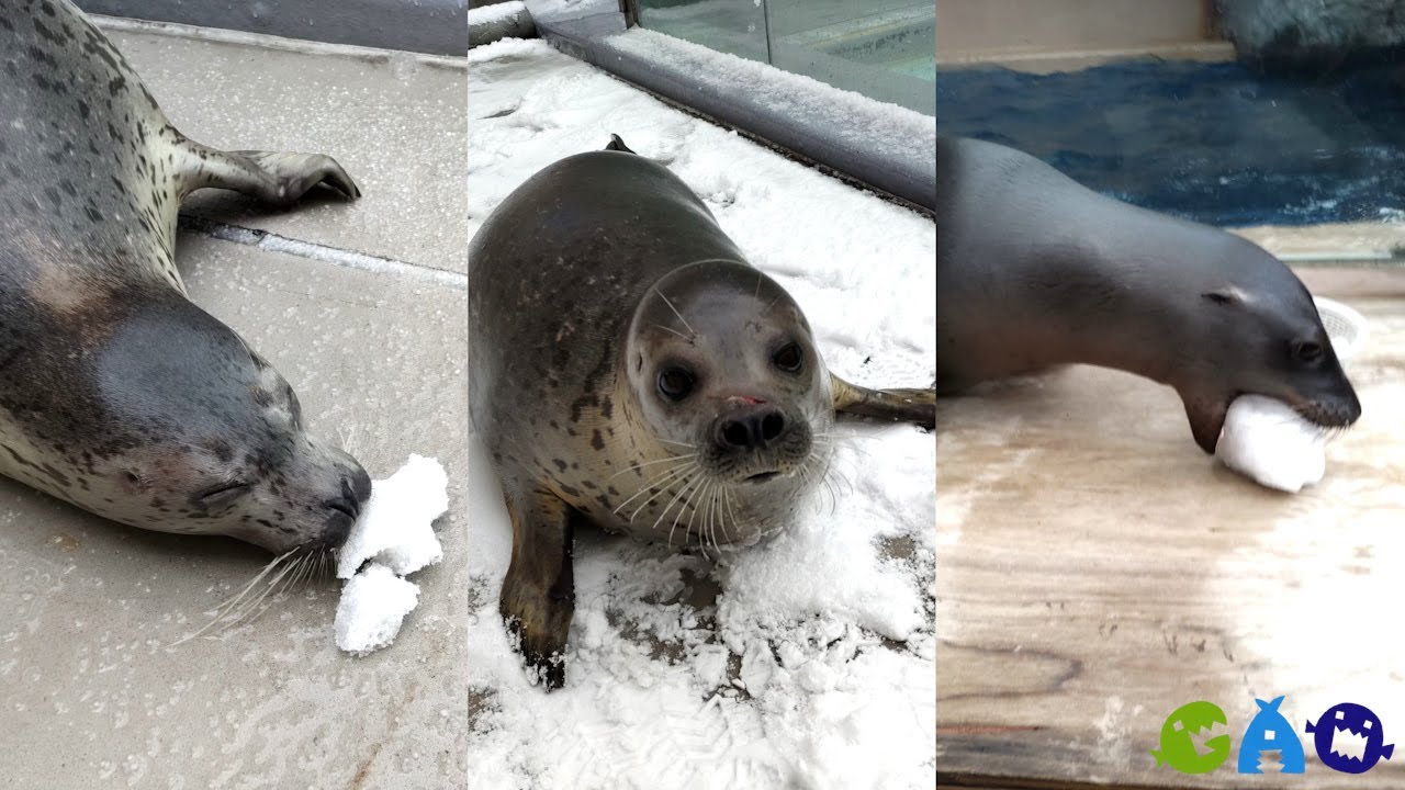 【ゴマフアザラシ】雪と子どもたち【カリフォルニアアシカ】